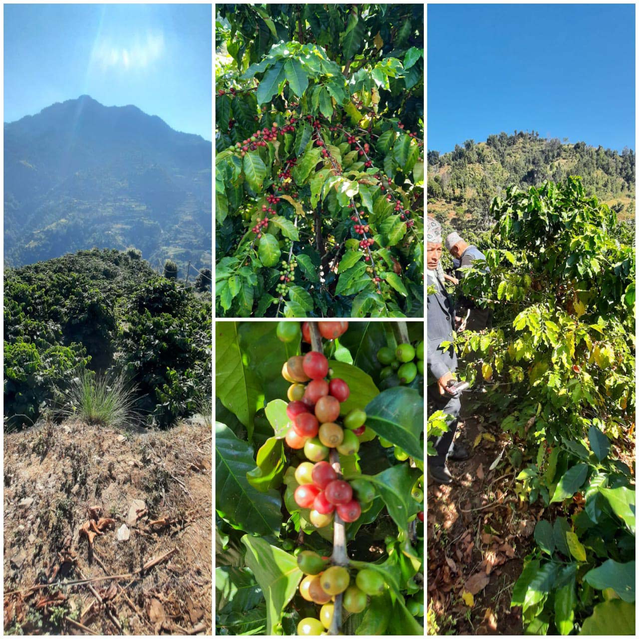 Coffee Collection Pictures