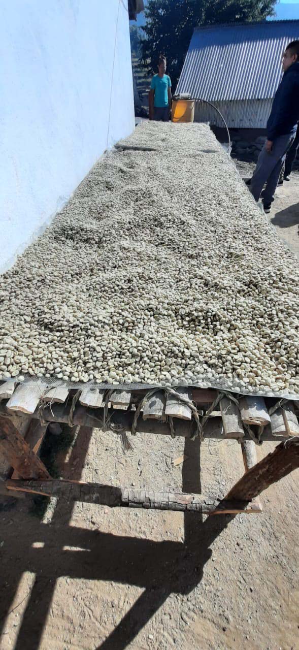 Drying Beans