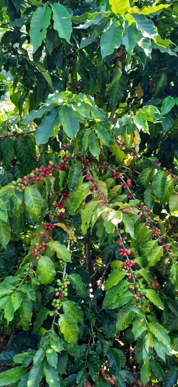 Coffee Fruits