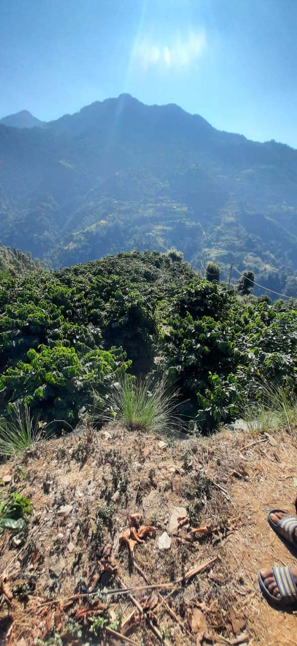Coffee Farm